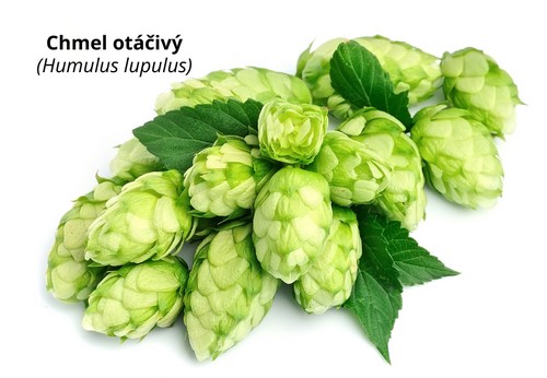 Chmel otáčivý